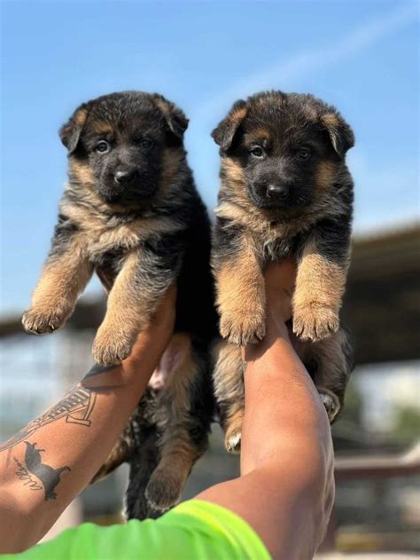 how much is a german shepherd puppy cost|german shepherd price list.